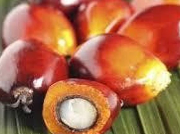 Palm Oil