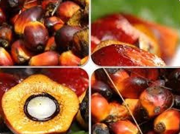 Palm Oil